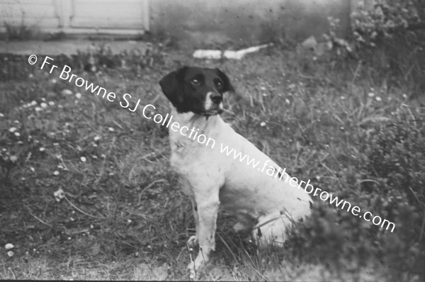 BOY PLAYING WITH DOG